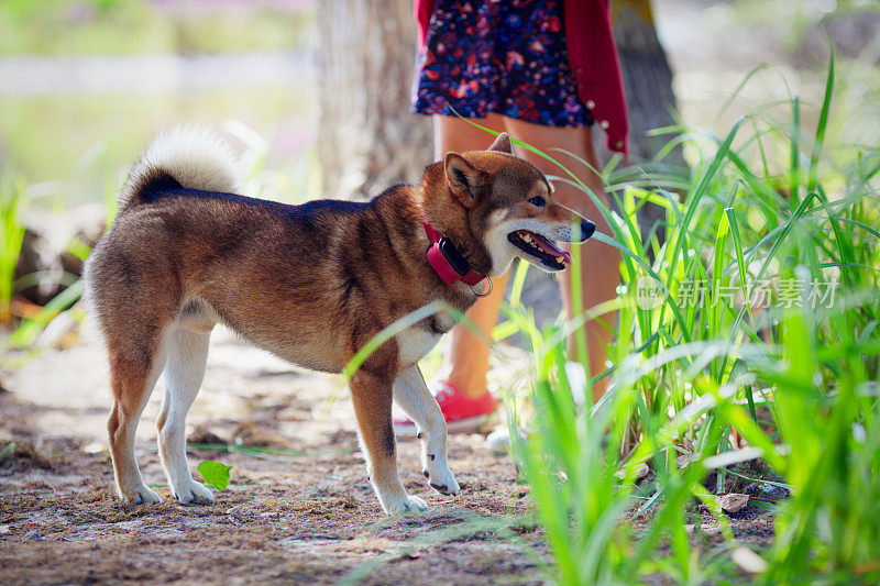 日本柴犬和主人在公园