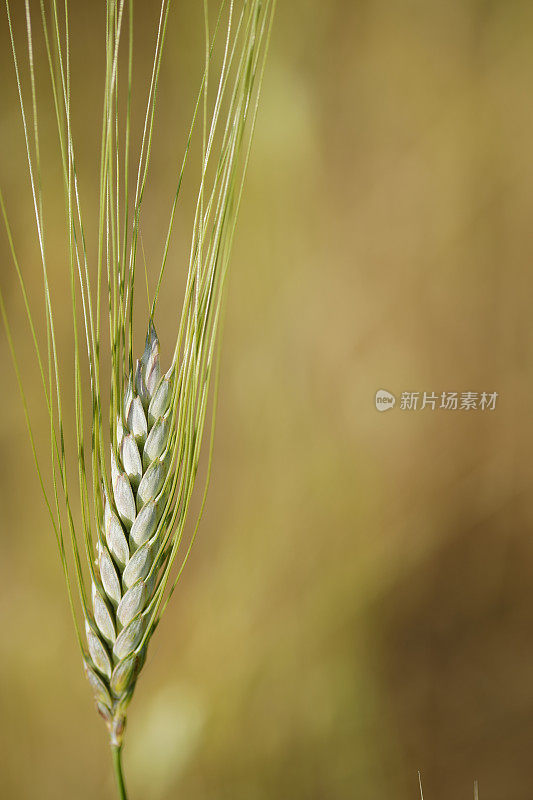 麦田