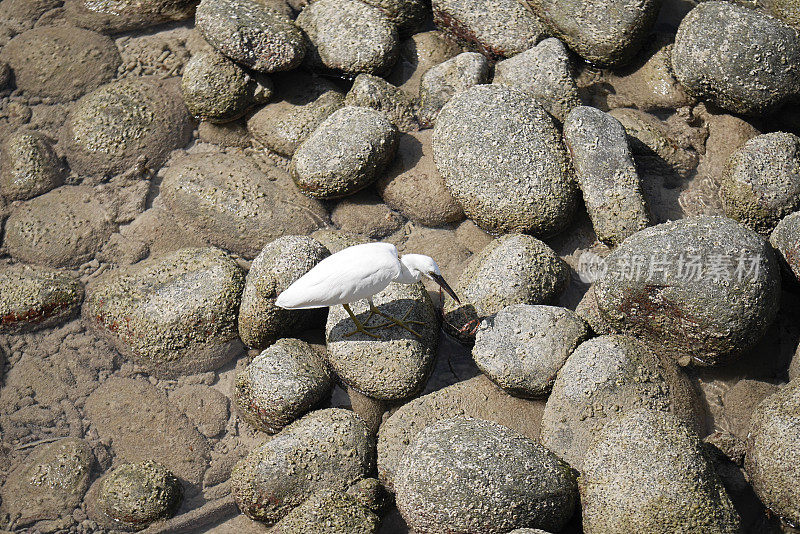 一只白色的鸟在岩石上走着，身上长着地衣寻找食物