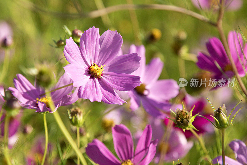 草地上紫色的野花，映衬着天然的绿色背景。不文明的草地