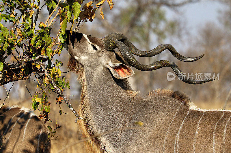 南非克鲁格国家公园的羚羊