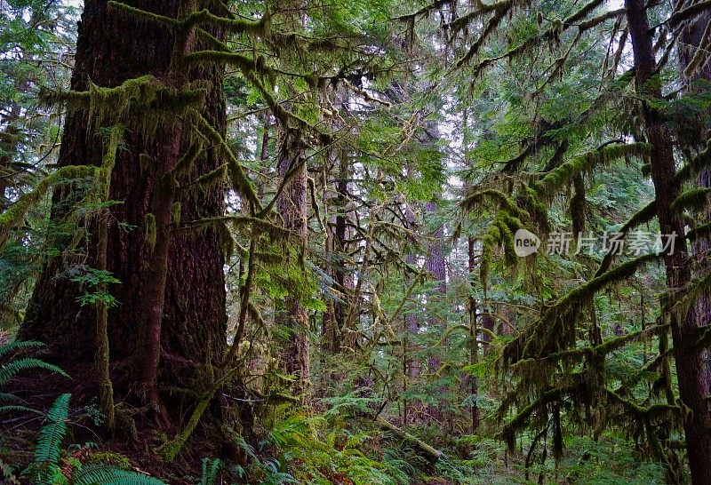 奎纳尔特雨林苔藓