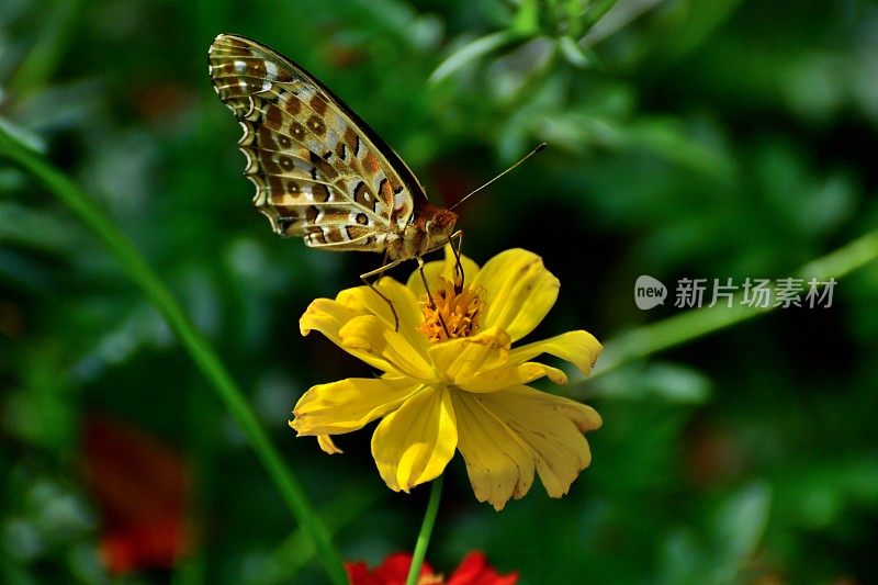 橙色宇宙花和蝴蝶