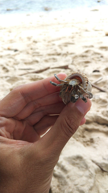 在沙滩上的贝壳里抓着一只寄居蟹