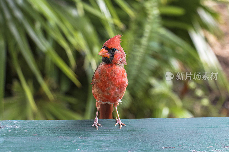 夏威夷毛伊岛的热带红鸟