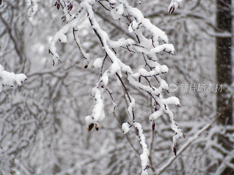 树枝上的雪