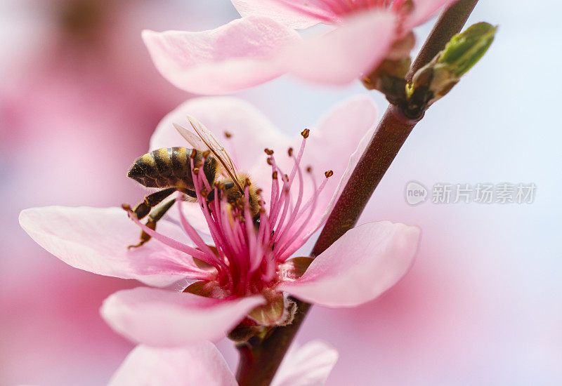 樱花与蜜蜂的特写