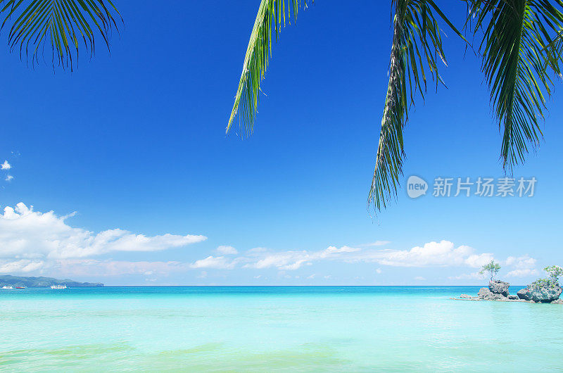 夏季热带背景