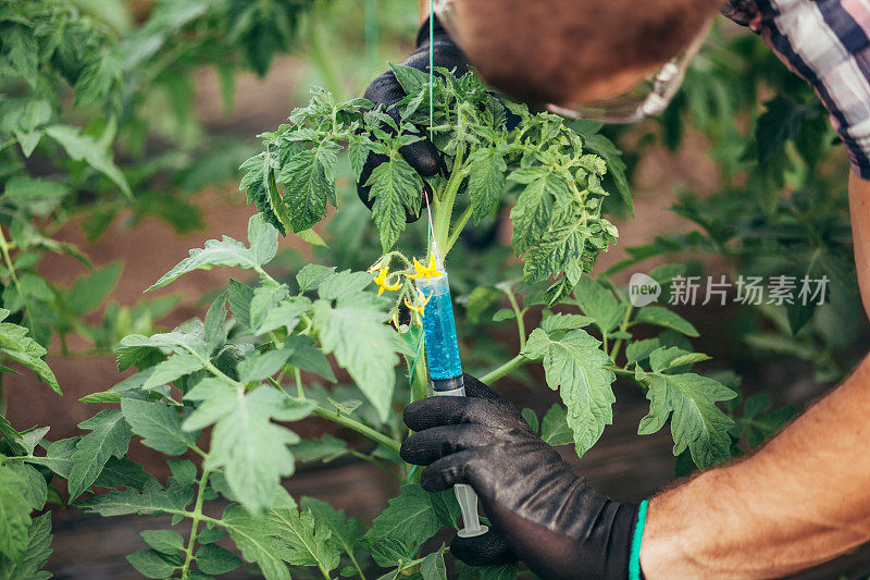 在温室里做植物实验