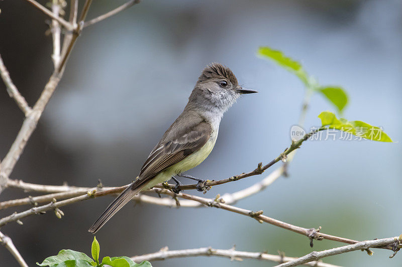 墨西哥圣布拉斯的灰顶Flycatcher