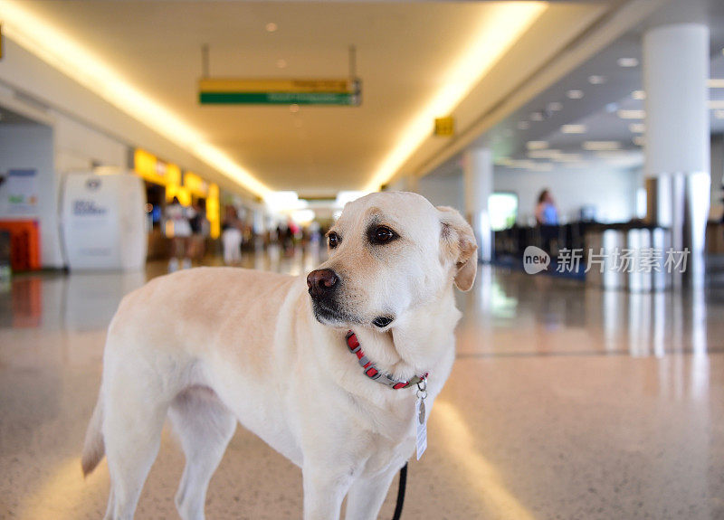 机场的拉布拉多寻回犬