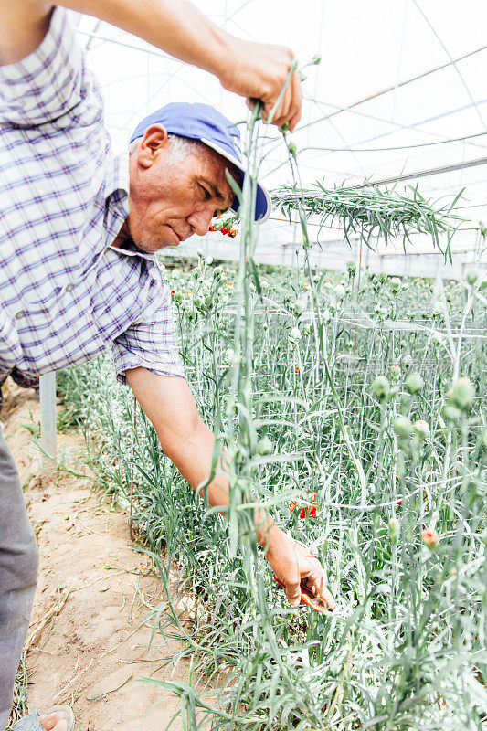 现代切花温室中的成人工人