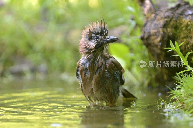 欧亚松鸦清洗