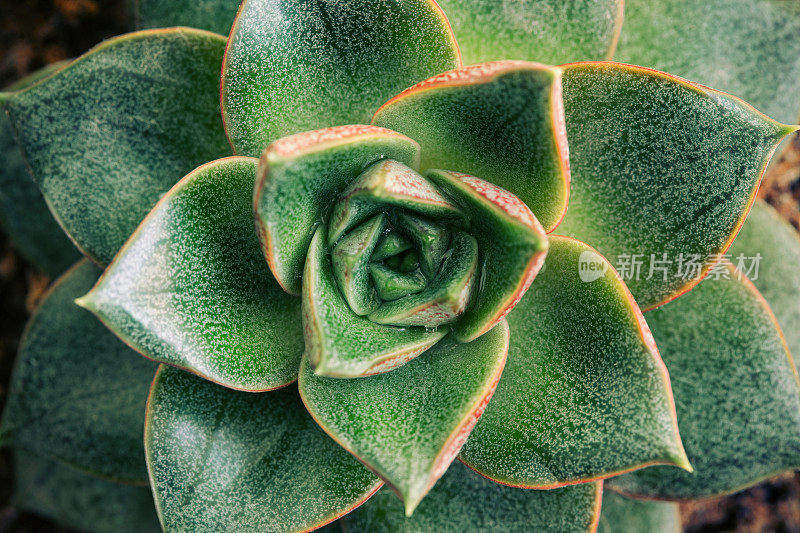 肉质植物背景的特写