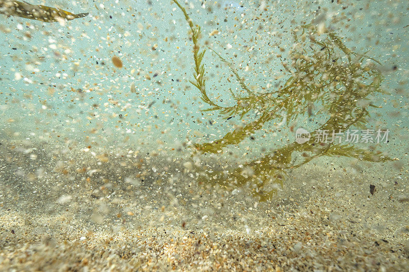南康沃尔波思科诺海中的海藻