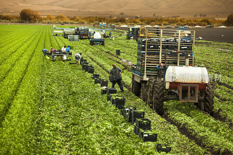 工人们在美国加利福尼亚州的萨利纳斯山谷采摘绿色的行芹菜田
