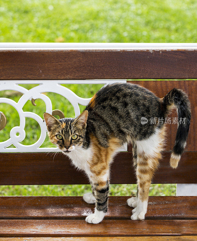 家猫在花园里的长凳上伸懒腰