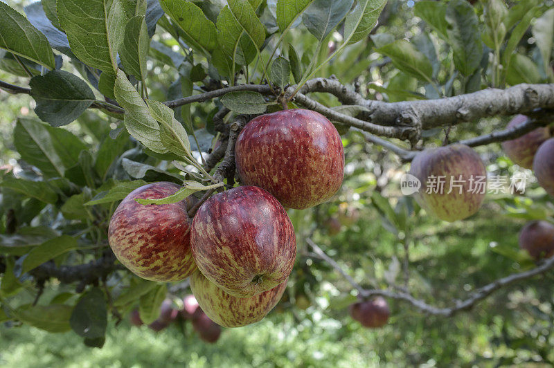 特写的有机红色美味苹果成熟的树上