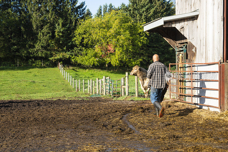 一个养牛人在谷仓旁走向他的墨累灰牛。