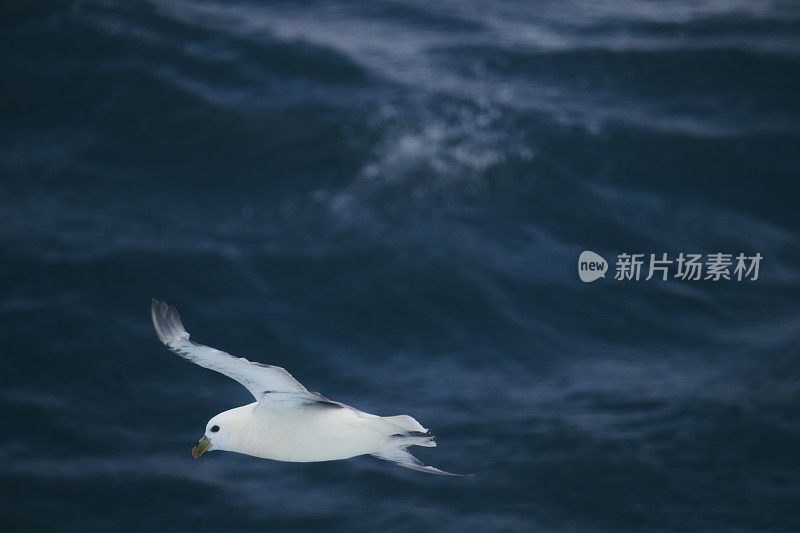 从波涛汹涌的海面上的船只上:鸟和浪