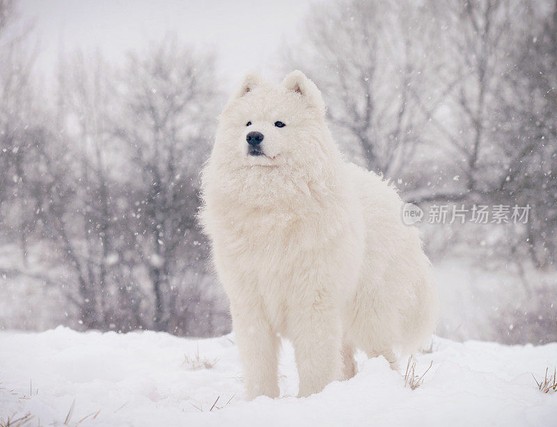 萨摩耶犬(冬天)