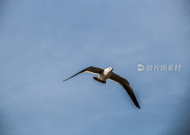 一只海鸥飞上天空