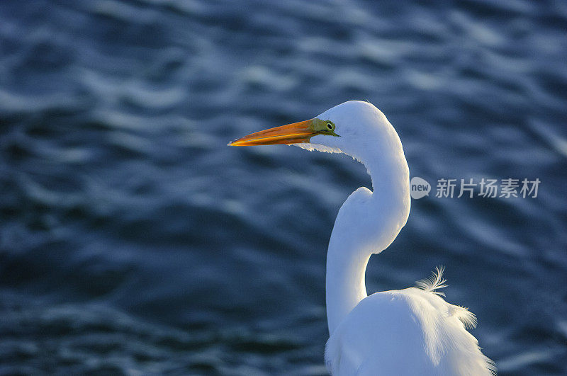 大白鹭站在岸上的特写