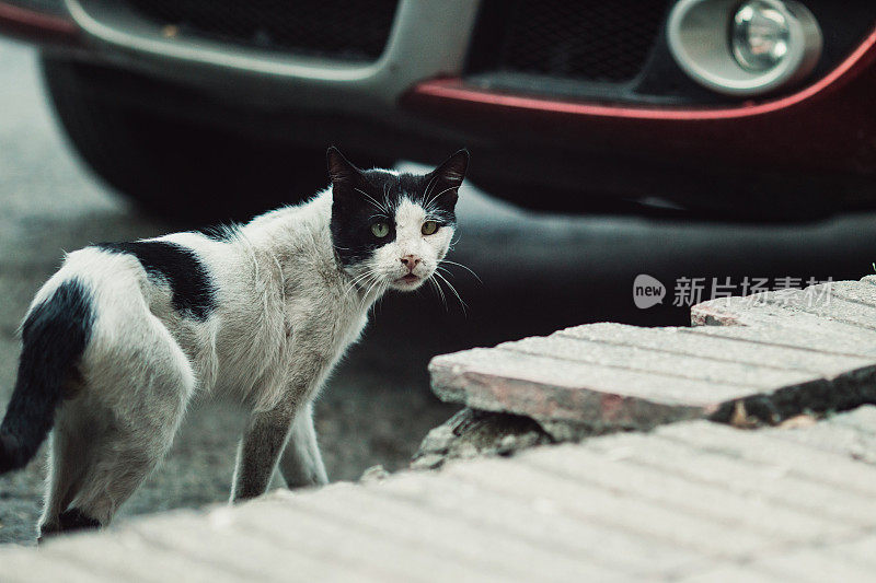 街上的猫