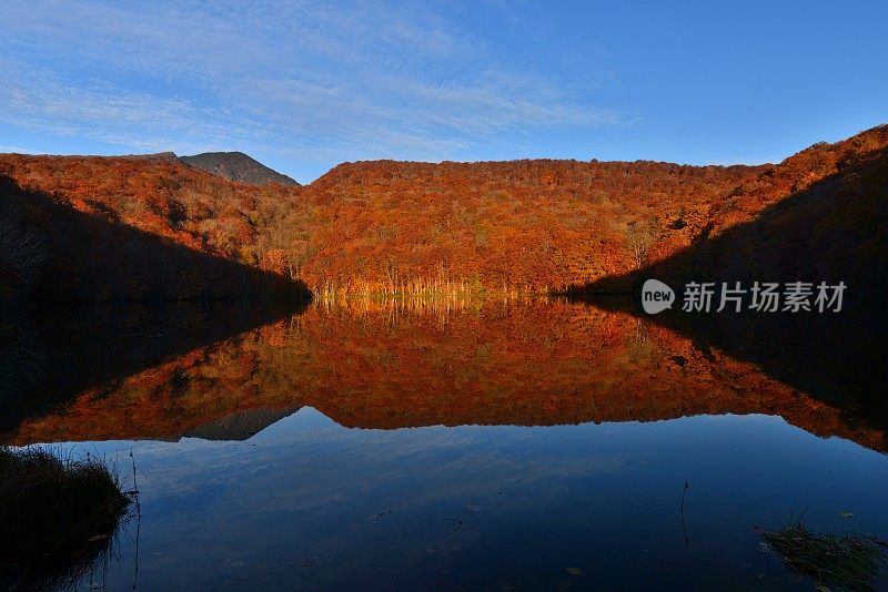 日本东北部和田市秋季沼泽的光影