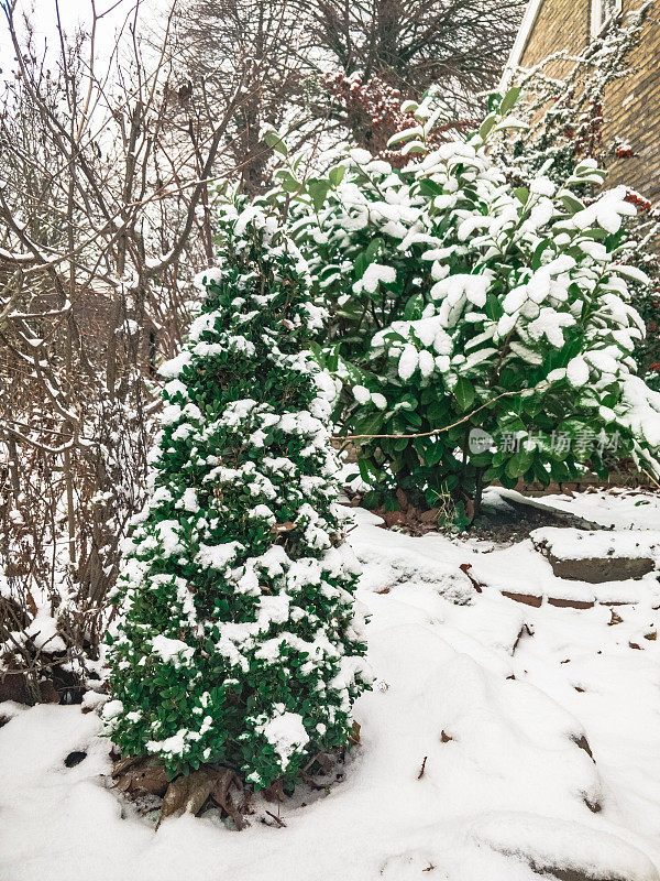 真正的圣诞树在下雪的一天