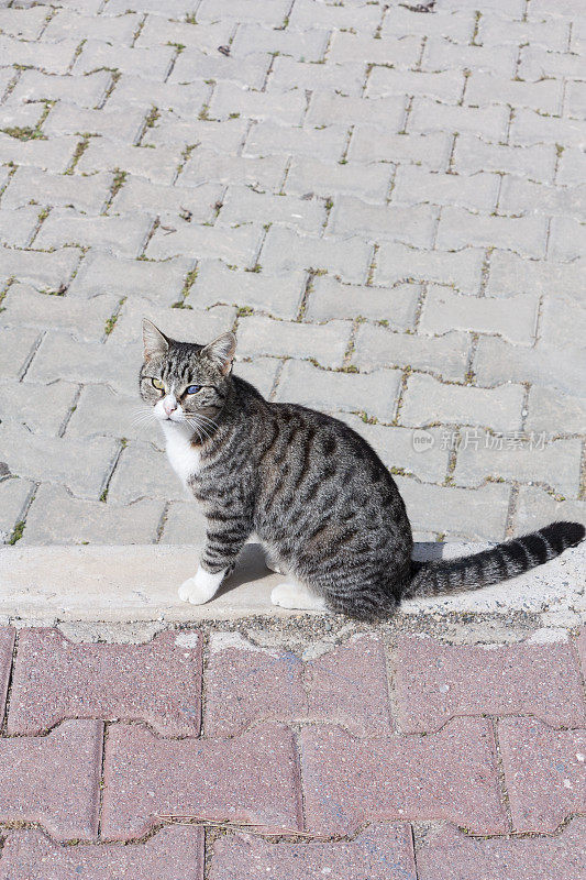 一只眼睛瞎了的猫走在人行道上