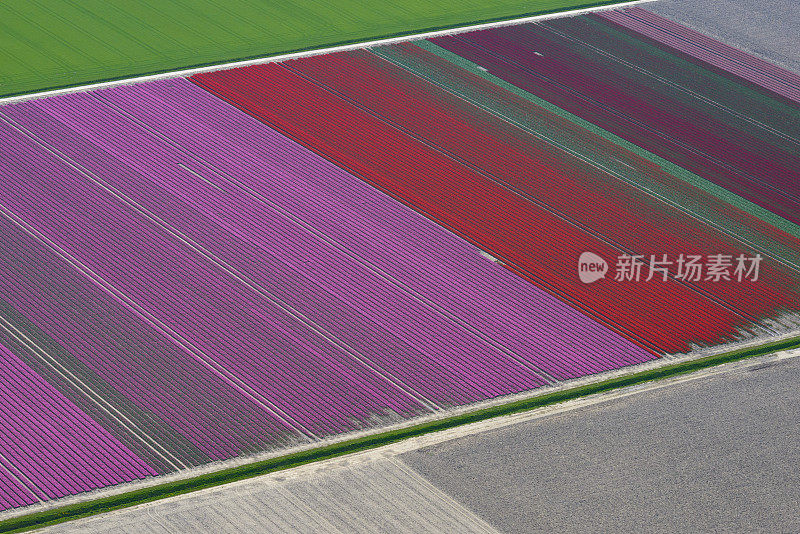 荷兰春季郁金香花海的鸟瞰图