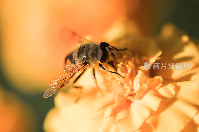 蜜蜂在蒲公英上