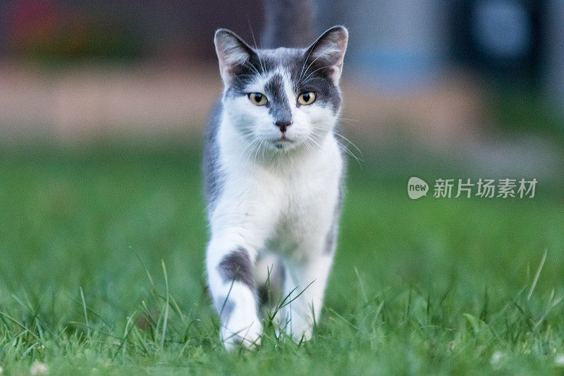 可爱的美丽的猫跑快速通过绿色明亮的草地与新鲜的草在一个阳光明媚的春天的一天