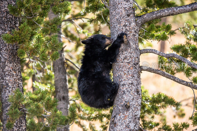 黄石公园树顶的黑熊幼崽