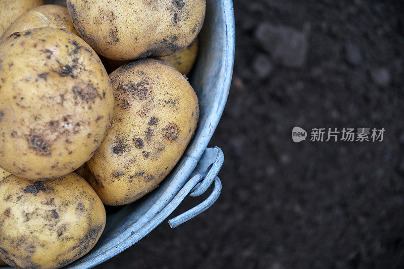 自家种植的新鲜土豆