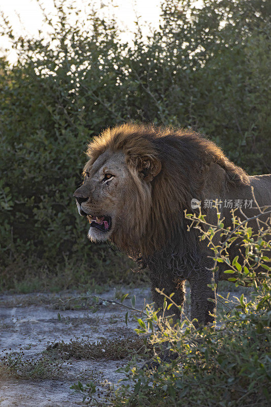 非洲南部博茨瓦纳的一种雄狮