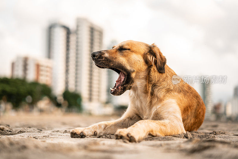 海滩上的狗