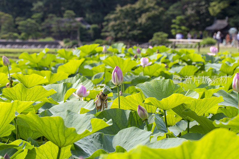 莲花