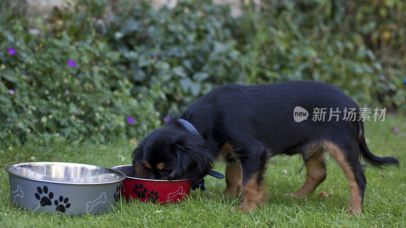 查尔斯国王小猎犬在13周大的时候正在英国吃东西