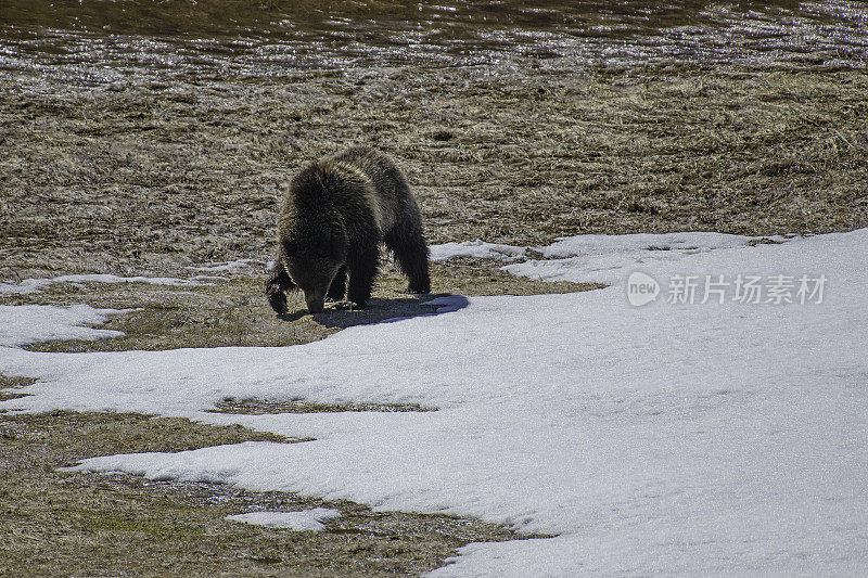 灰熊在雪地里走向摄像机