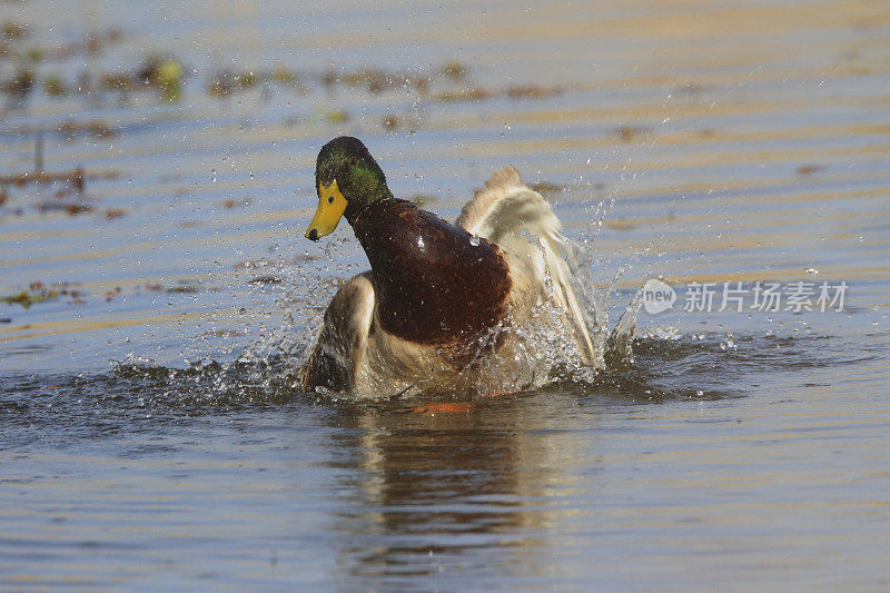 Grooming-mallard鸭(男性)