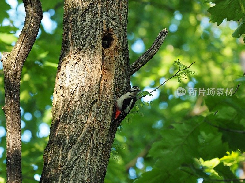 小斑点啄木鸟