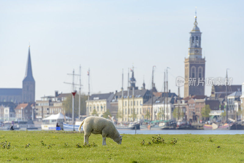 在坎彭城市前的IJssel河边，羊群在吃草