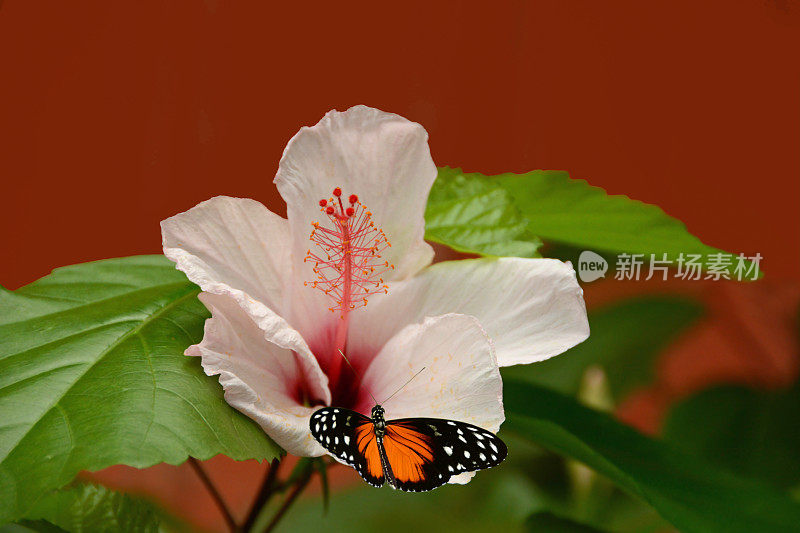 虎翅蝶在花上。