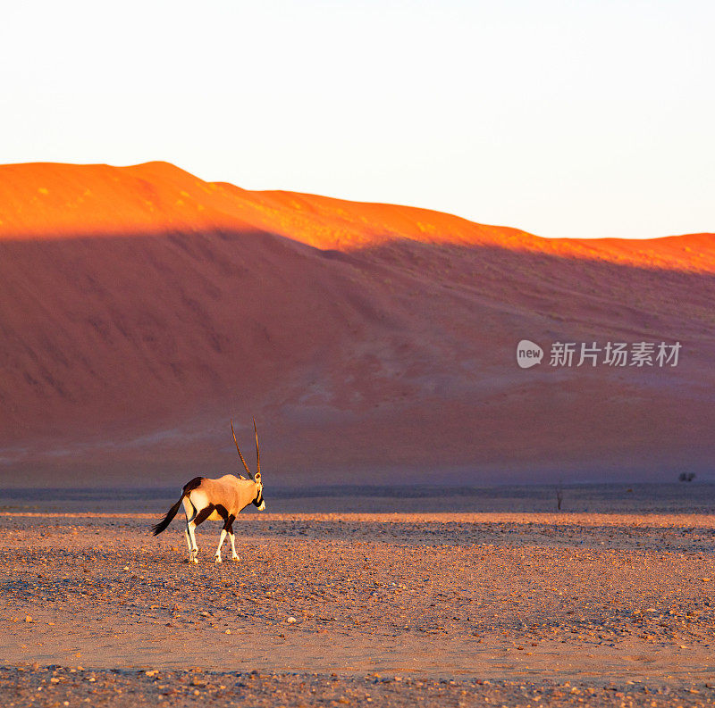 纳米布沙漠中的大羚羊在沙丘的背景下行走