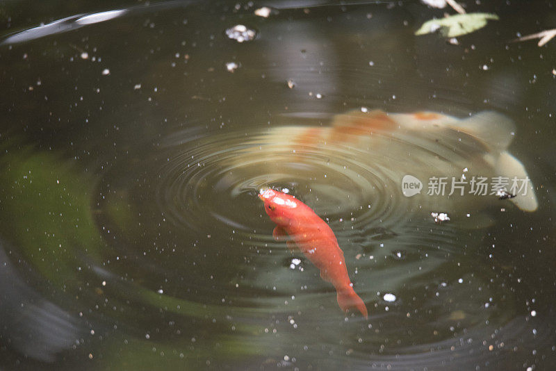 锦鲤池