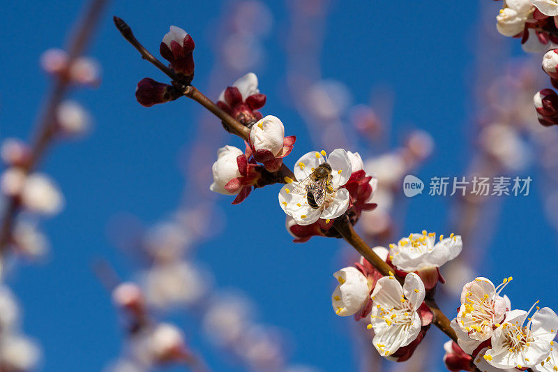 细节杏树开花的蜜蜂在花