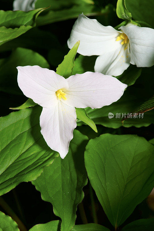 白色Trillium特写