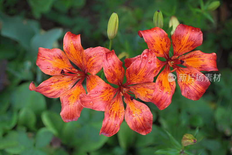 花园里有橙色的百合花